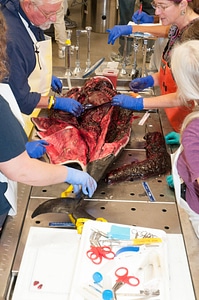 Marine Mammal Stranding Course at NCTC-12