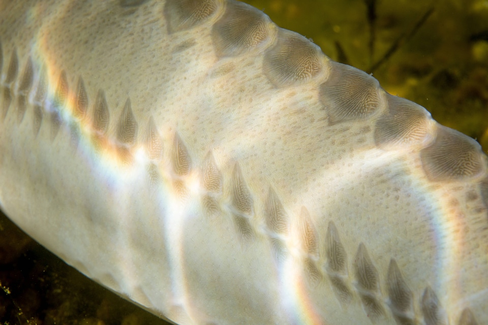 Pallid Sturgeon-13