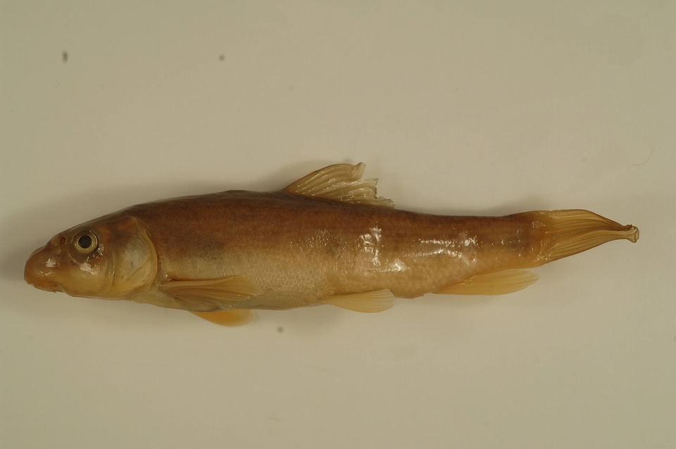 Catostomus commersonii-1
