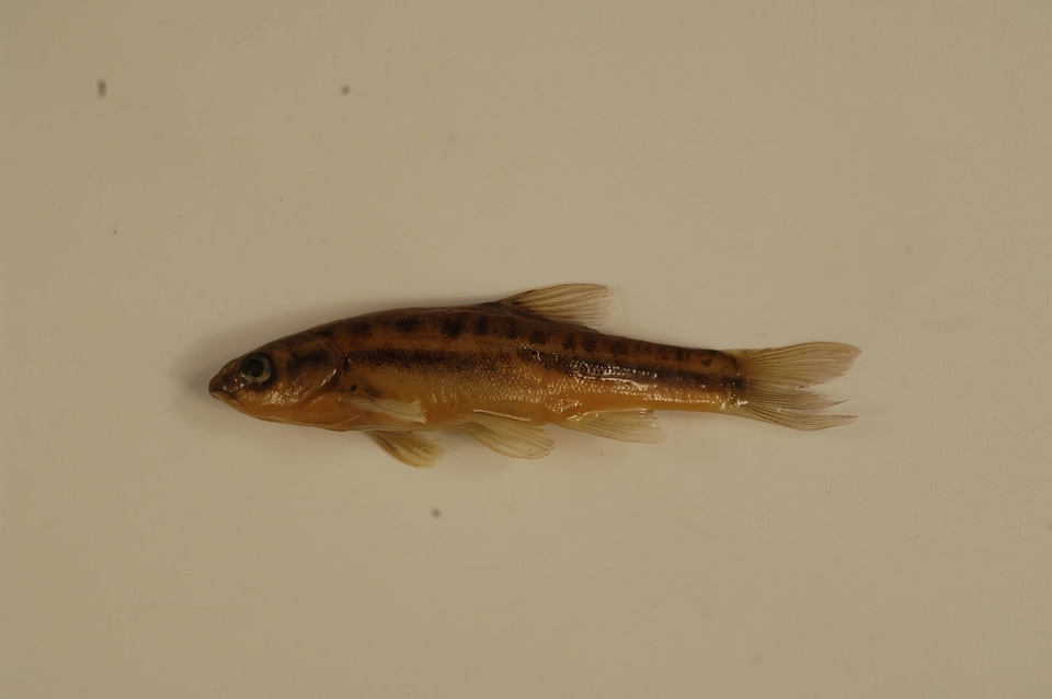 Chrosomus oreas-2
