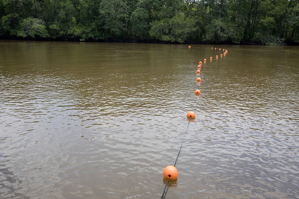 Netting Gulf sturgeon in river