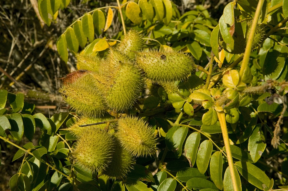 	Nicker Bean plant-1
