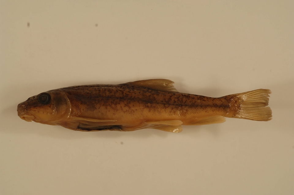 Catostomus columbianus