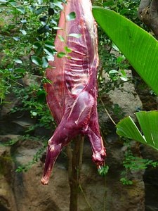 Animal carcasses enclosure zoo