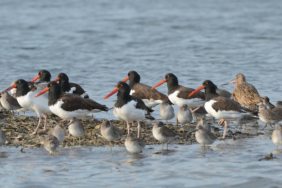 American oystercatchers, Marbled Godwits and Dowitchers