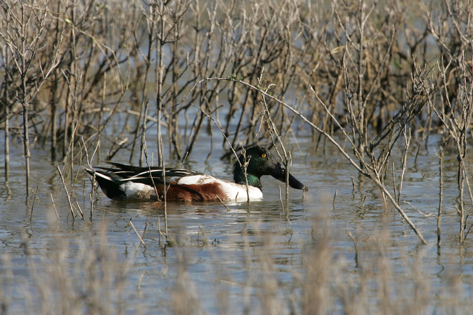 Northern Shoveler enjoying the water