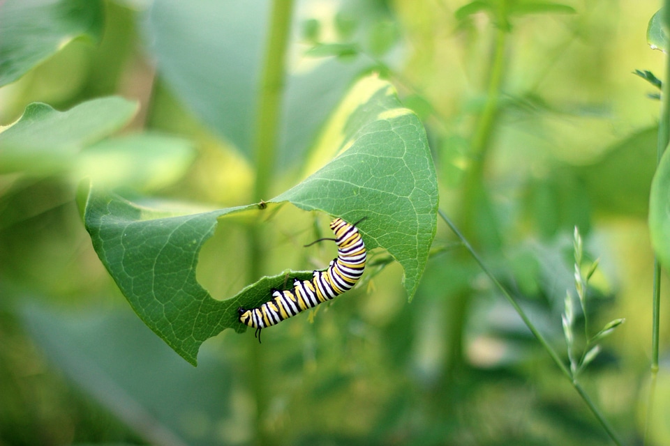 Monarch caterpillar on Common milkweed-4