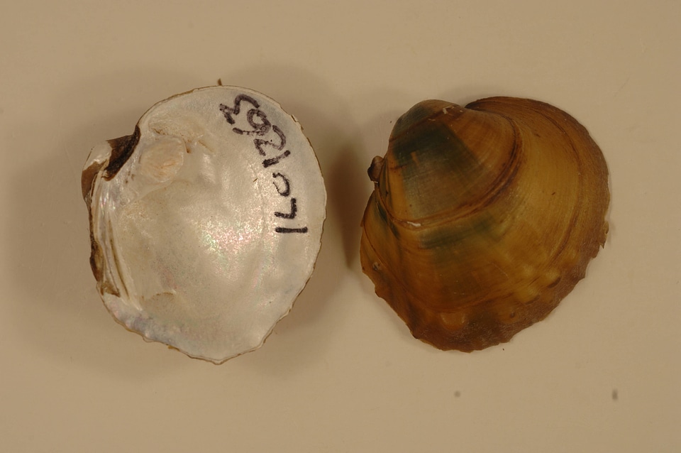 Amphinaias pustulosa-1