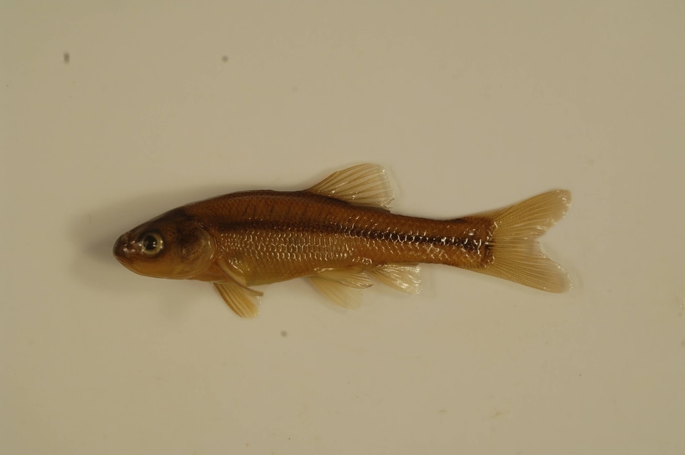 Pimephales promelas-2