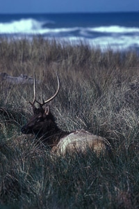 Roosevelt elk at Gold Bluffs Beach