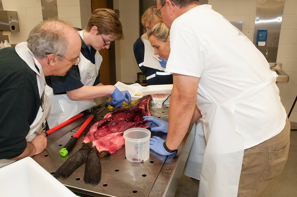 Marine Mammal Stranding Course at NCTC-2