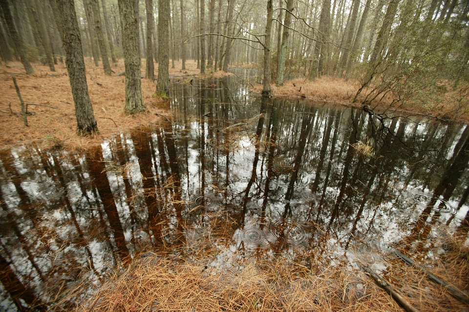 Water drops splash on a wetland area of the pine forest
