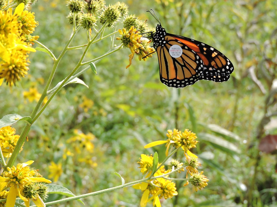 Close-up tagged Monarch butterfly