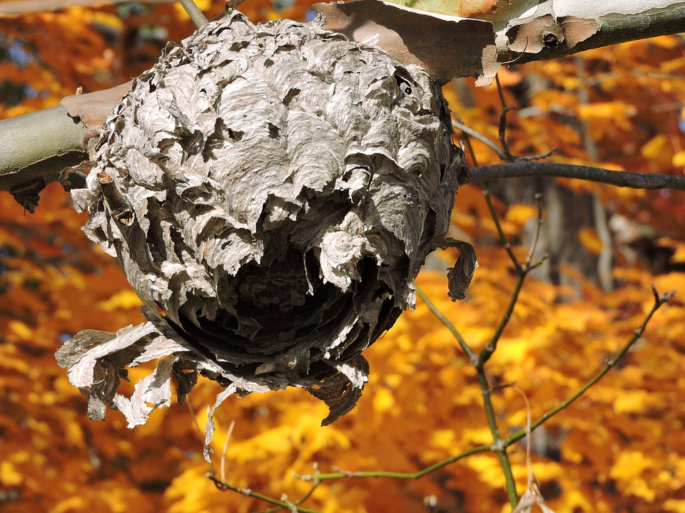 Wasp nest in Autumn-1