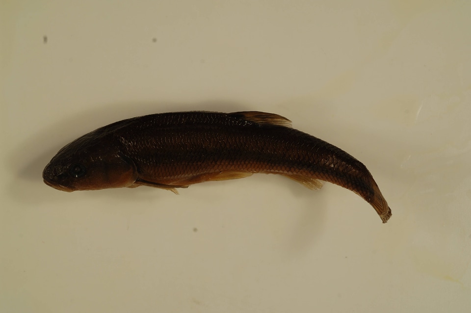 Semotilus atromaculatus-3