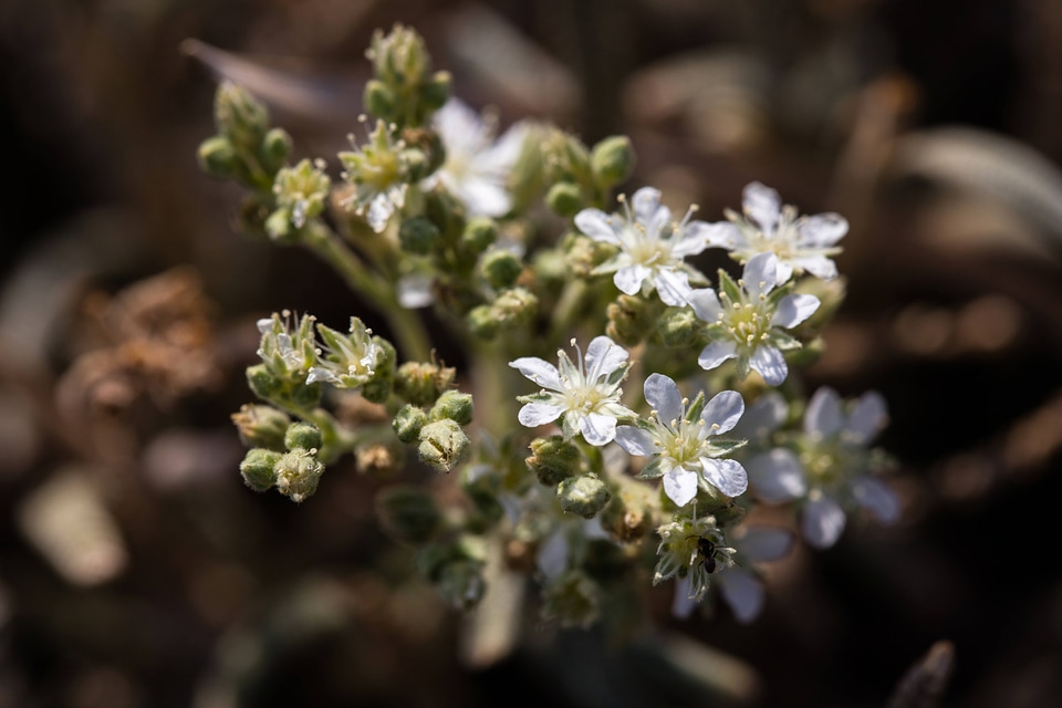 Ash Meadows ivesia