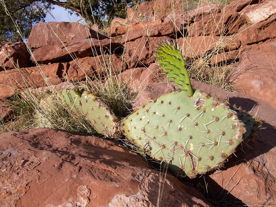 Arizona usa wild plant