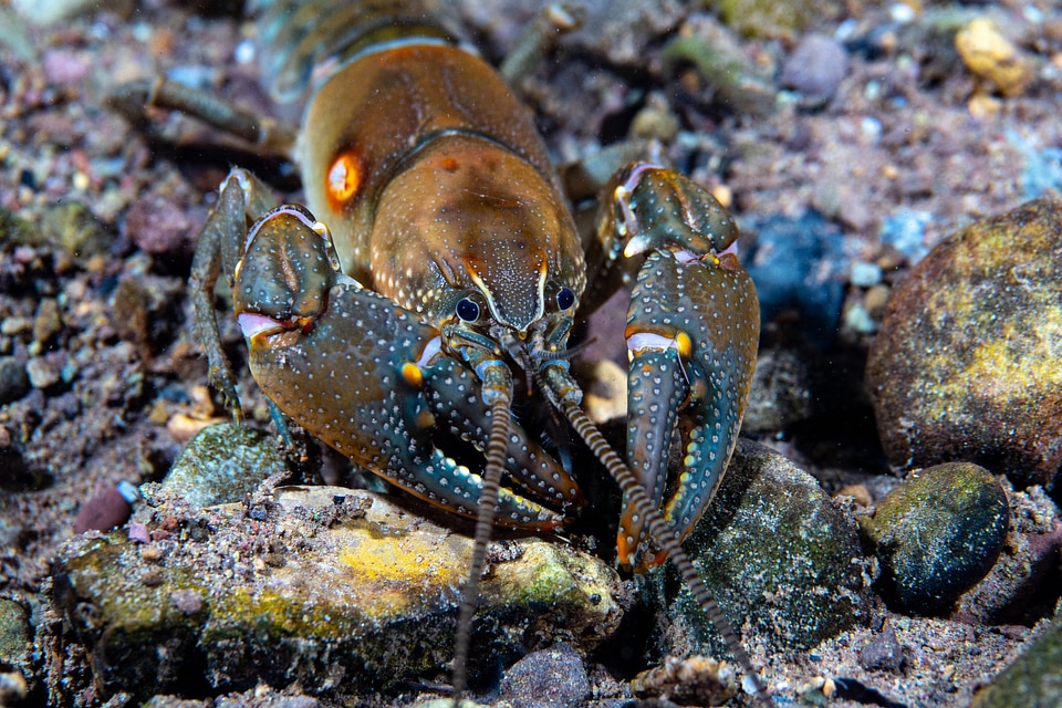 Appalachian brook crayfish-2