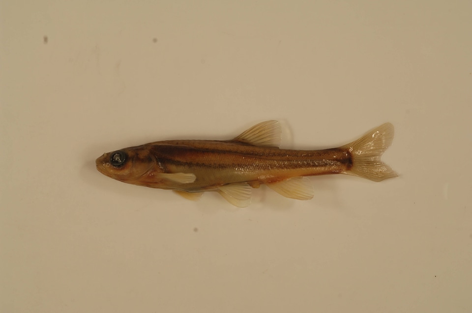 Chrosomus erythrogaster