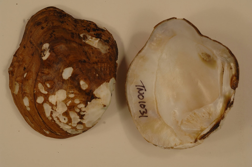 Theliderma metanevra-1