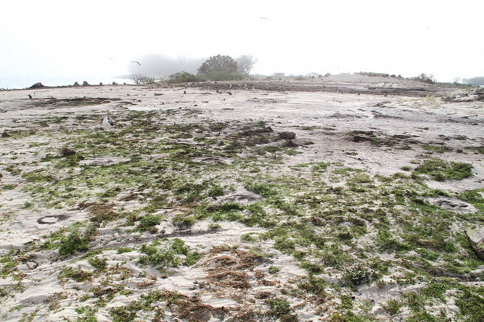 Washed Over Area of Sand Island in the Midway Atoll