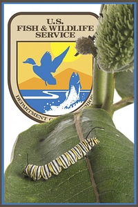 Monarch caterpillar with agency logo