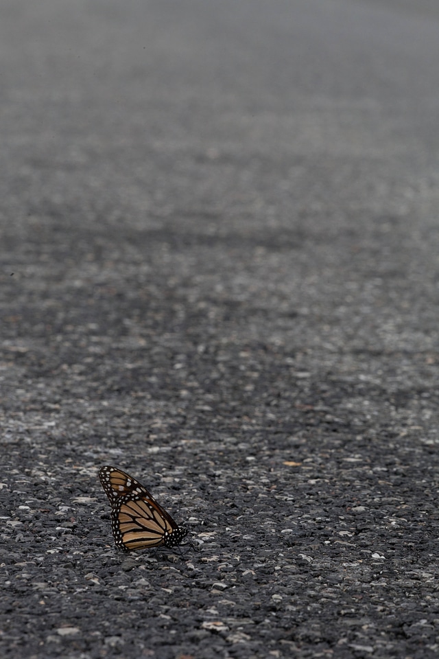 Monarch Butterfly on asphalt road-1
