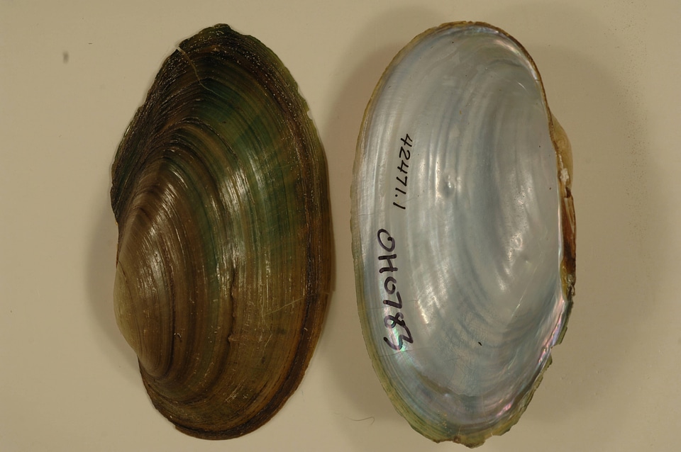 Anodontoides ferussacianus-1