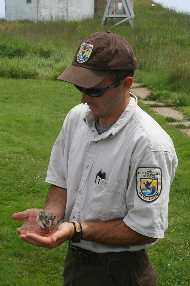 Employee holds Tern chick