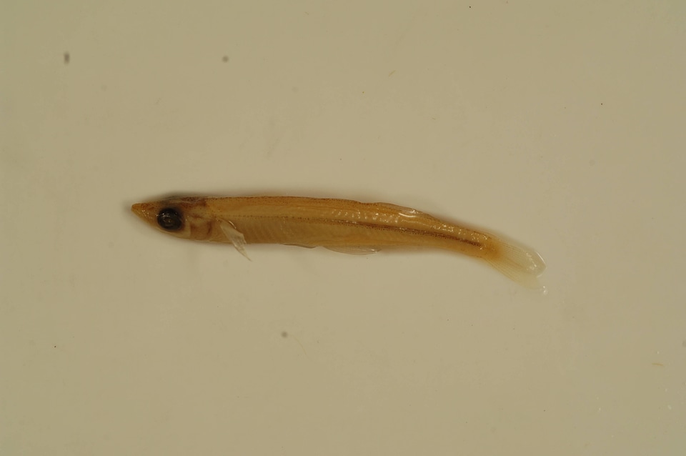 Labidesthes sicculus-4