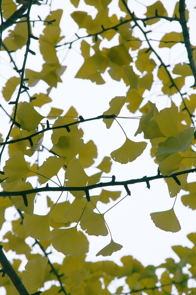 Medicinal herb branches