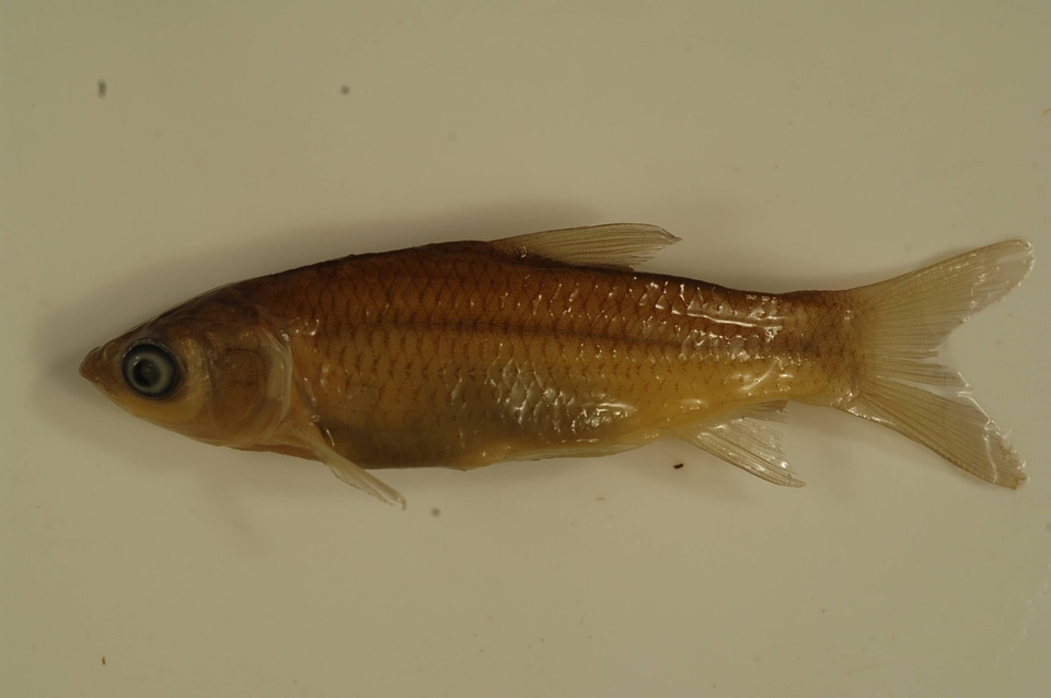 Ctenopharyngodon idella-1