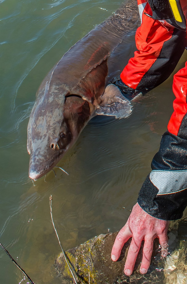 USFWS Fisheries workers releasing lake sturgeon-1