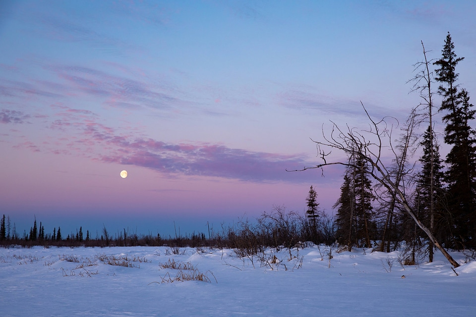 Moon setting over the boreal forest