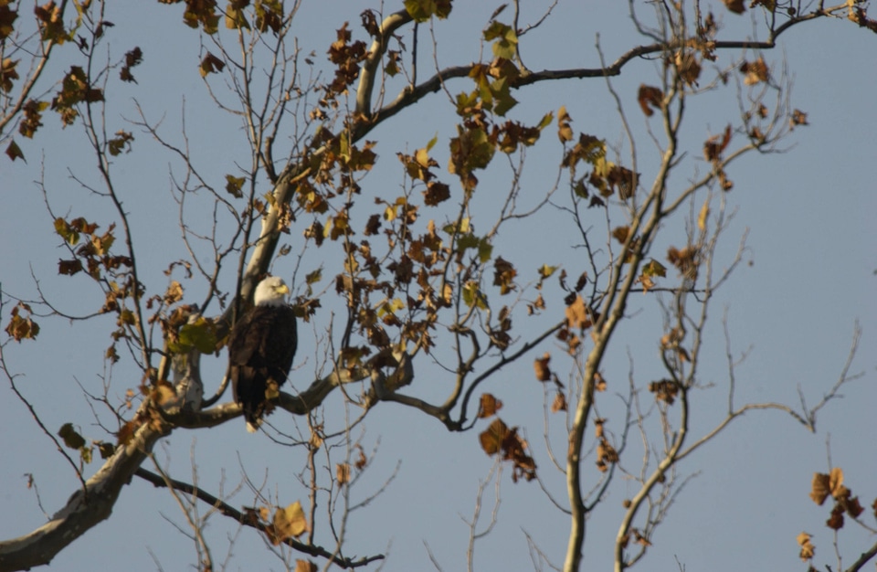 NCTC Eagle perched on a branch