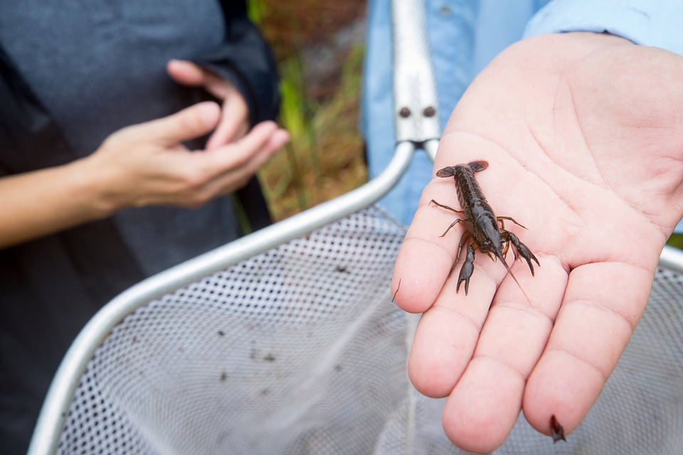 Close-up of a Panama City crayfish-1