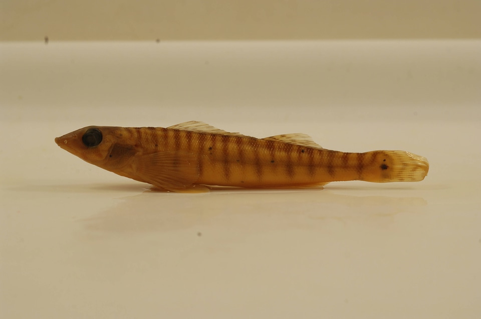 Percina caprodes-1