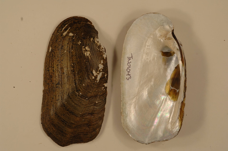 Theliderma cylindrica-4