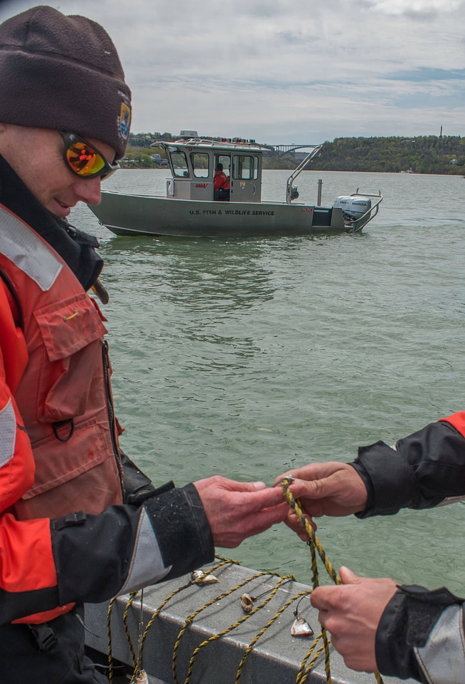 USFWS Fisheries crew baiting lines for lake sturgeon-5
