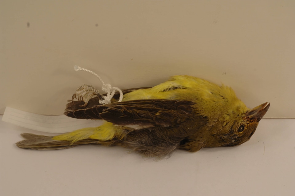 Piranga olivacea