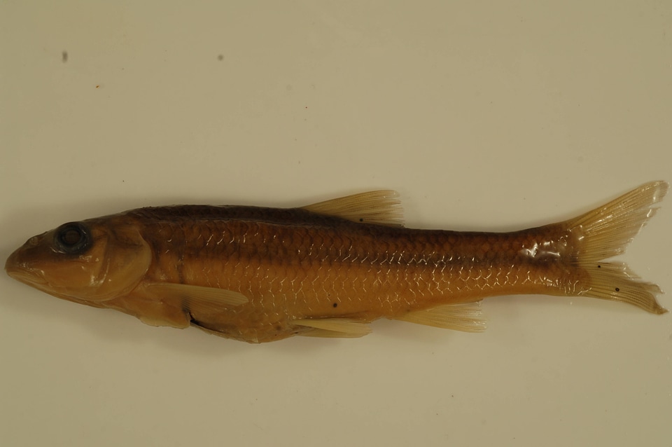 Nocomis platyrhynchus-2
