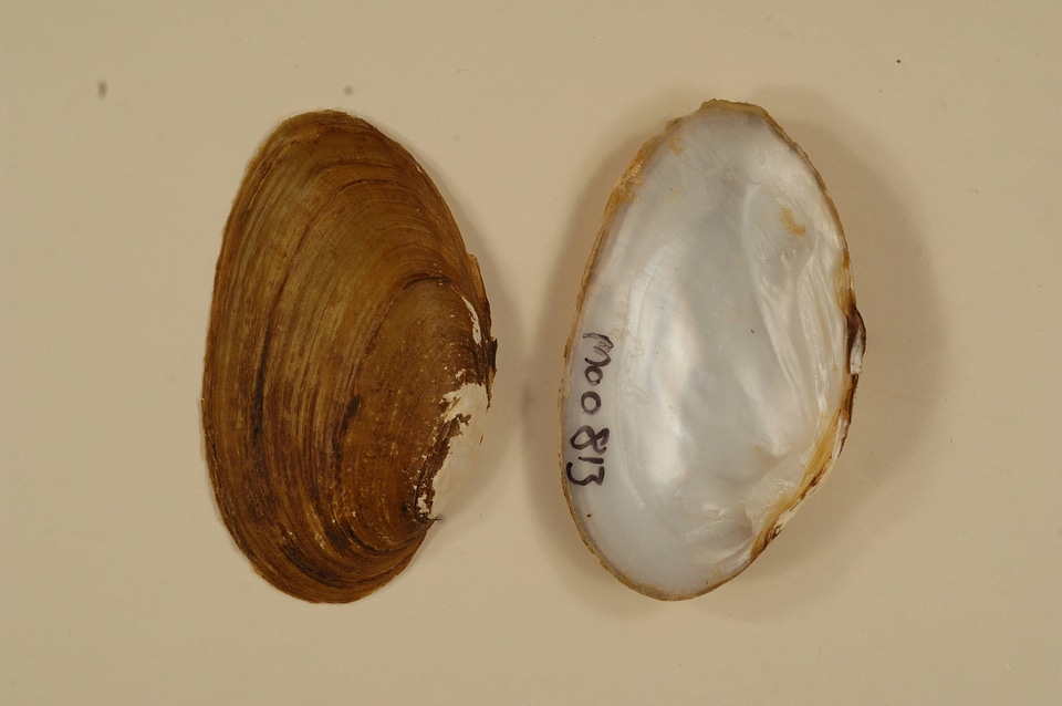 Ptychobranchus occidentalis-1