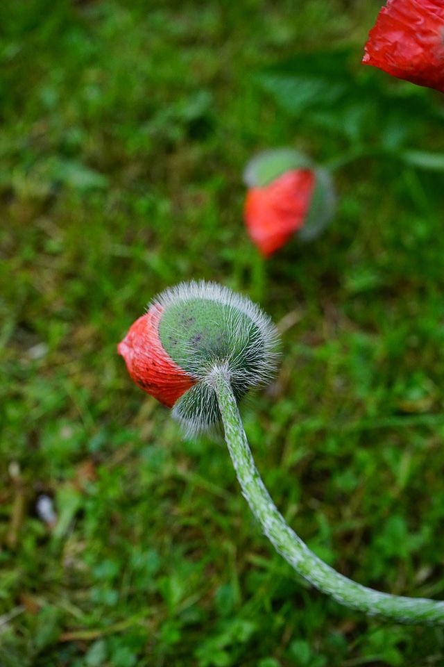 Red klatschmohn hairy