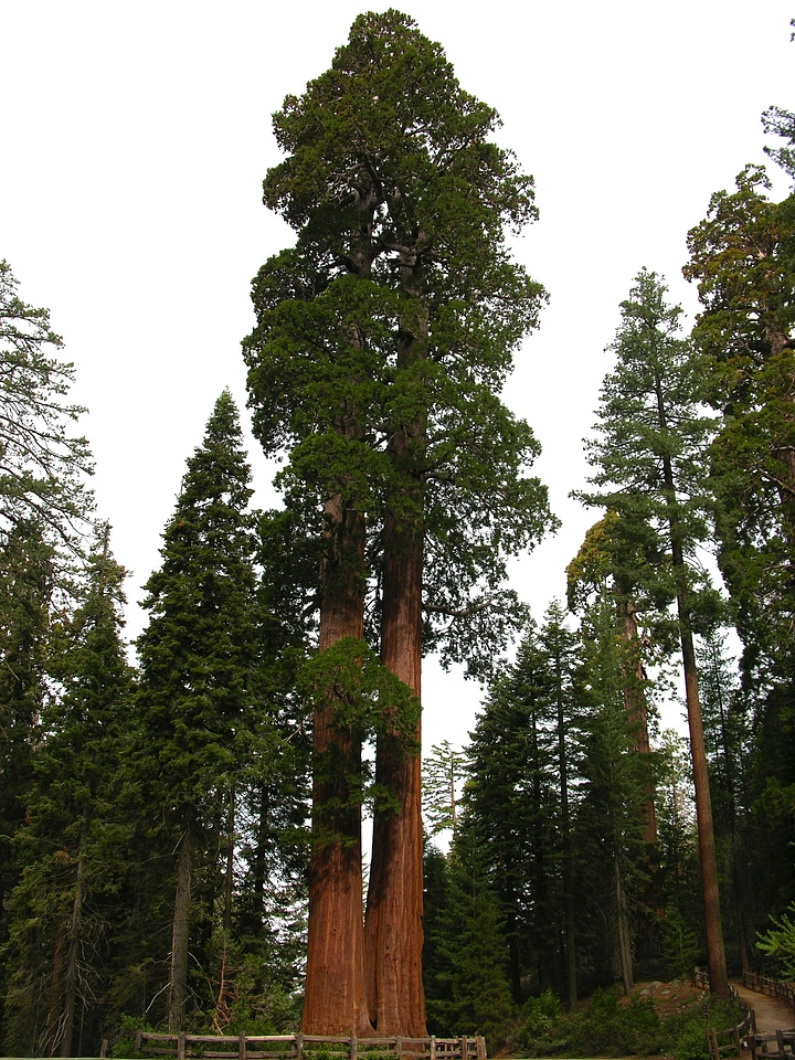 California sequoia national park photo