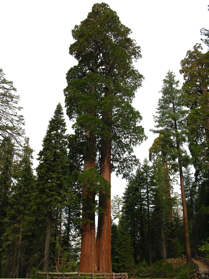 California sequoia national park