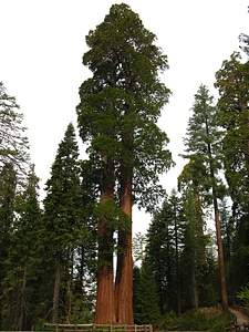 California sequoia national park photo