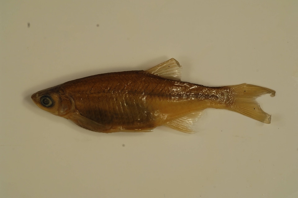 Notemigonus crysoleucas-2