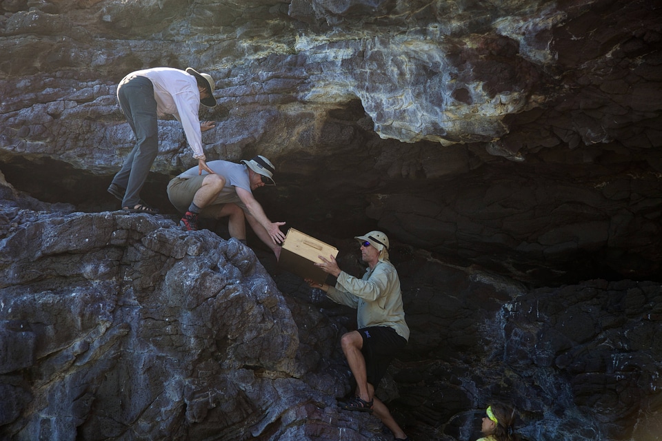 Nihoa Millerbird Translocation-2