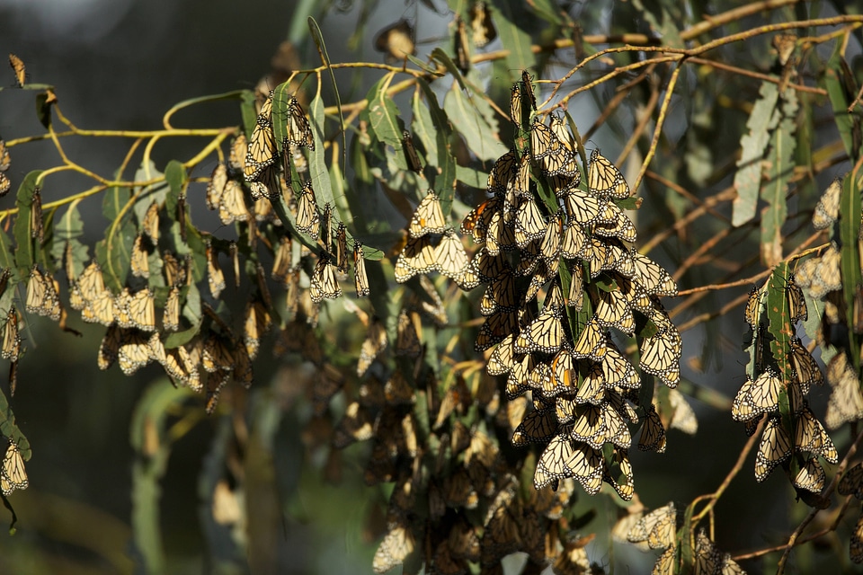 Monarch butterflies-1