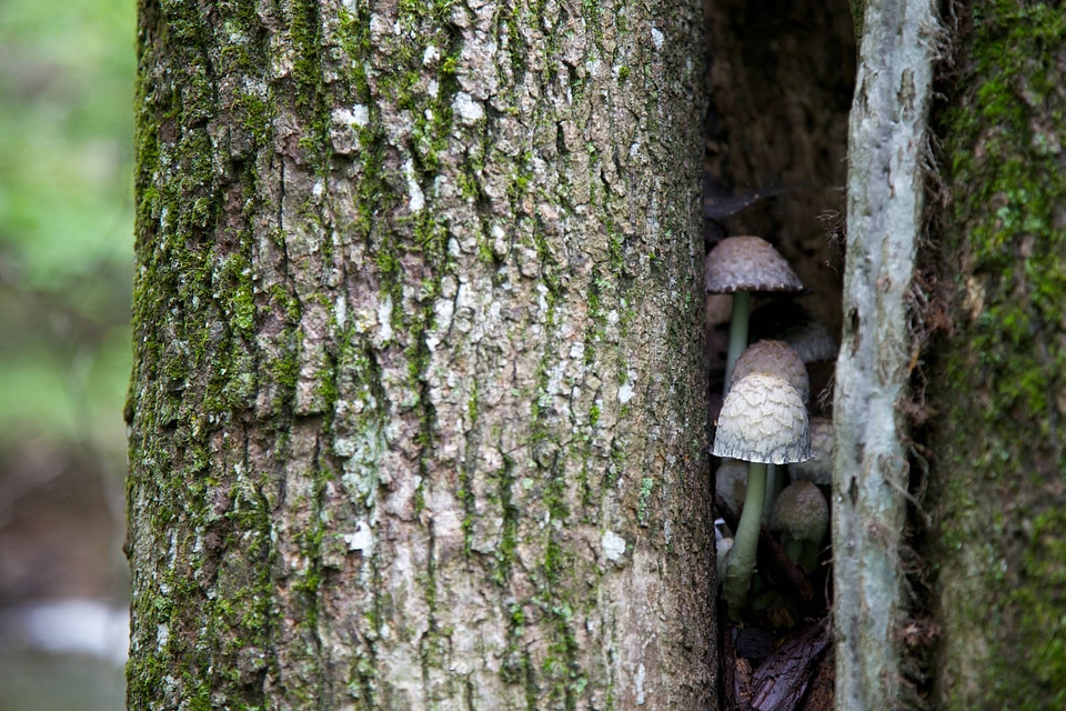 Mushrooms attached to tree 
